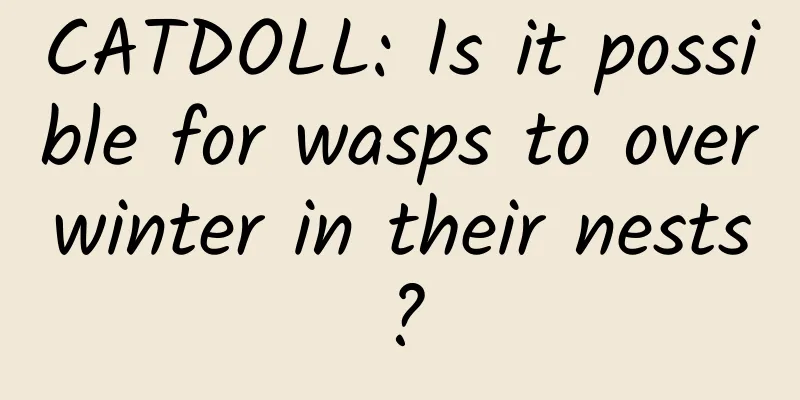 CATDOLL: Is it possible for wasps to overwinter in their nests?