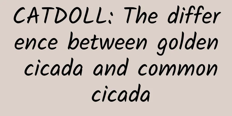 CATDOLL: The difference between golden cicada and common cicada