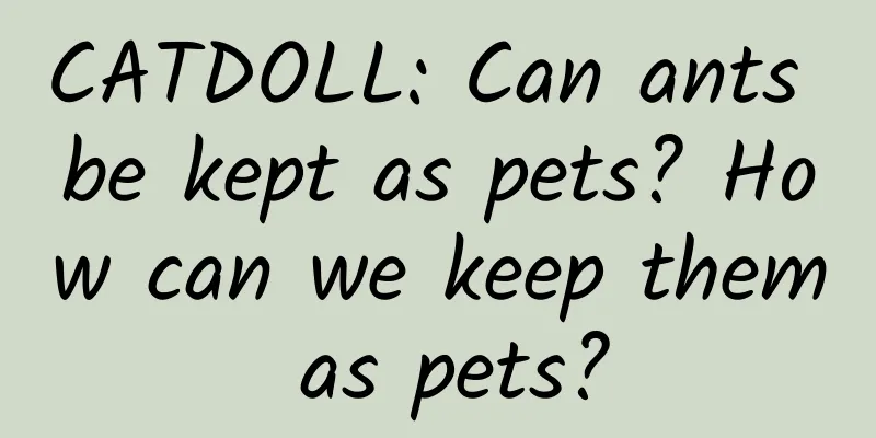CATDOLL: Can ants be kept as pets? How can we keep them as pets?