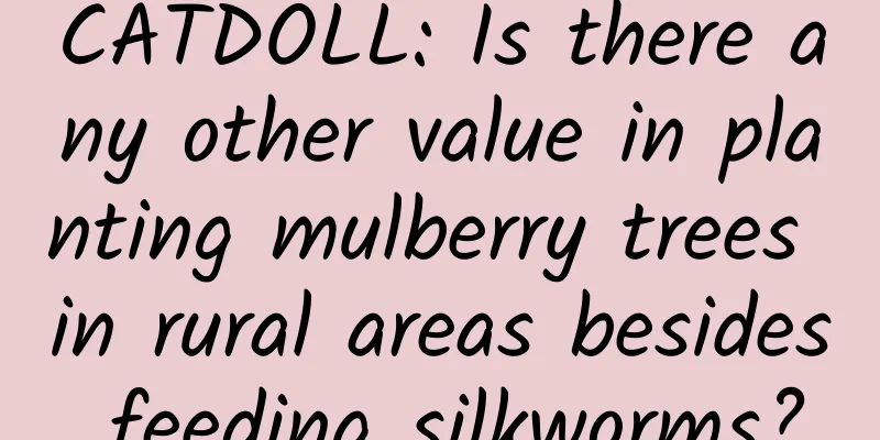 CATDOLL: Is there any other value in planting mulberry trees in rural areas besides feeding silkworms?