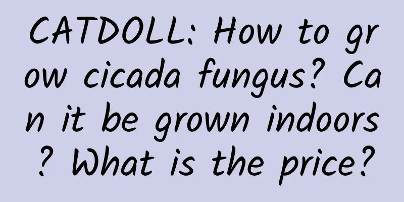 CATDOLL: How to grow cicada fungus? Can it be grown indoors? What is the price?