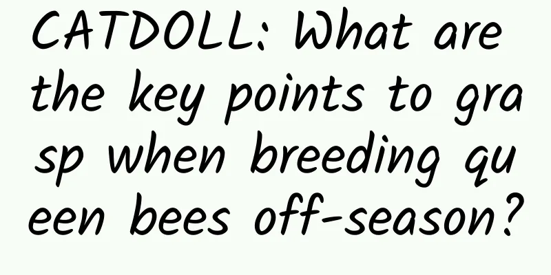 CATDOLL: What are the key points to grasp when breeding queen bees off-season?