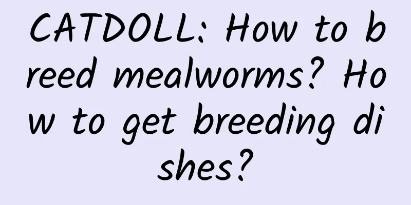 CATDOLL: How to breed mealworms? How to get breeding dishes?
