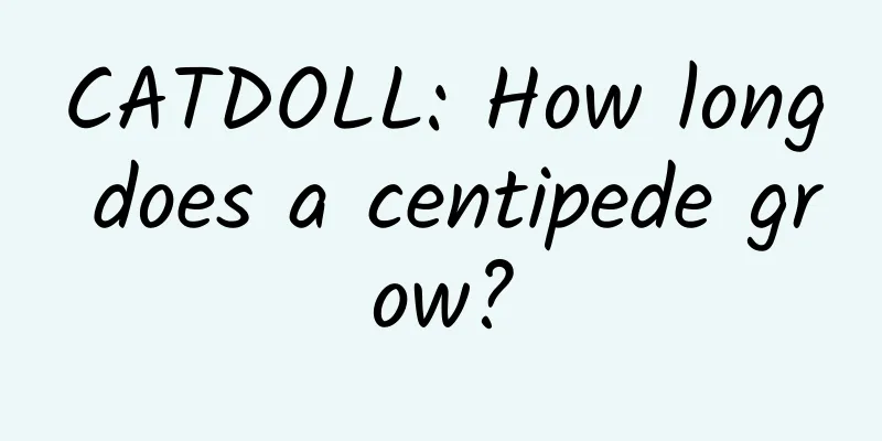 CATDOLL: How long does a centipede grow?