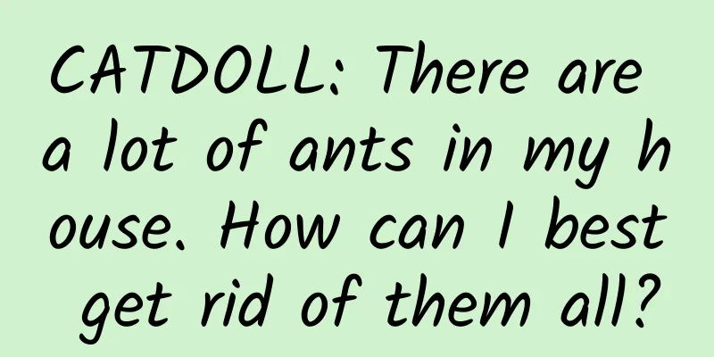 CATDOLL: There are a lot of ants in my house. How can I best get rid of them all?