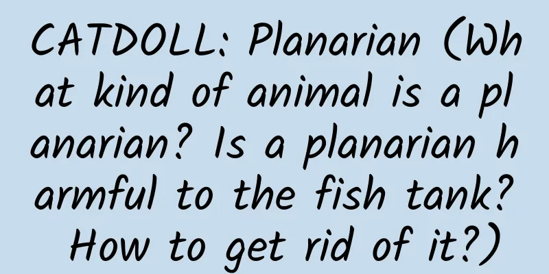 CATDOLL: Planarian (What kind of animal is a planarian? Is a planarian harmful to the fish tank? How to get rid of it?)