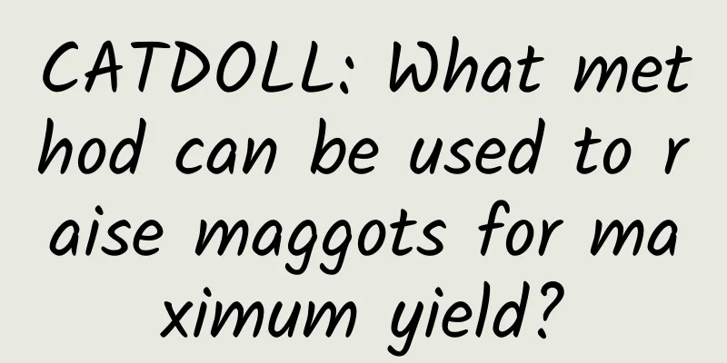 CATDOLL: What method can be used to raise maggots for maximum yield?
