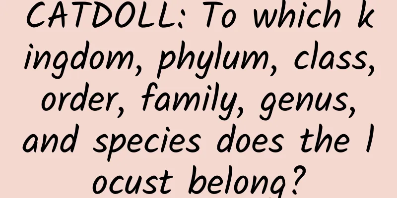 CATDOLL: To which kingdom, phylum, class, order, family, genus, and species does the locust belong?