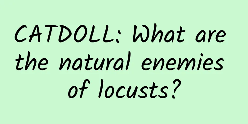 CATDOLL: What are the natural enemies of locusts?
