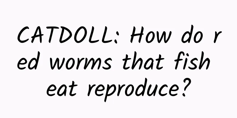 CATDOLL: How do red worms that fish eat reproduce?