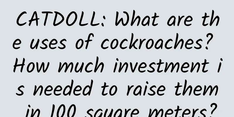 CATDOLL: What are the uses of cockroaches? How much investment is needed to raise them in 100 square meters?
