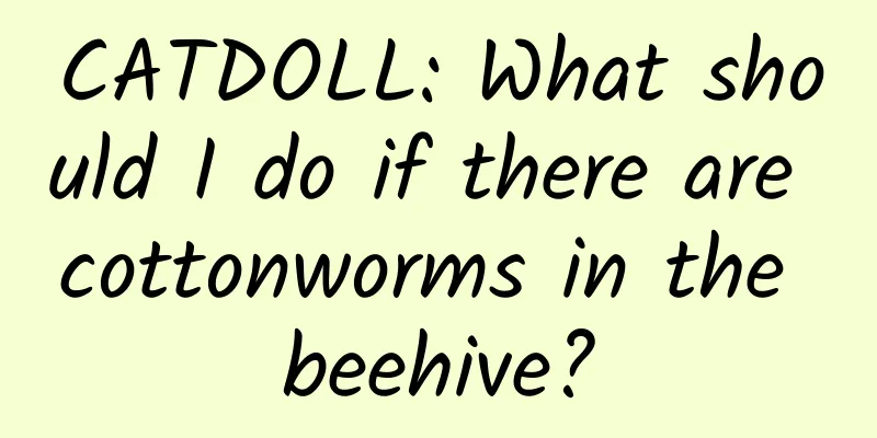 CATDOLL: What should I do if there are cottonworms in the beehive?