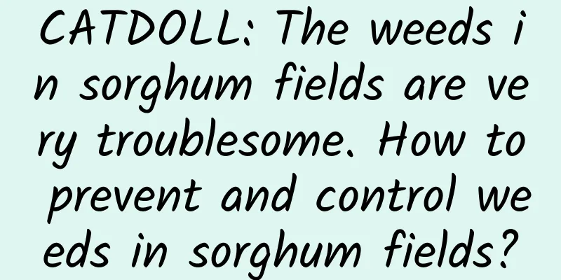 CATDOLL: The weeds in sorghum fields are very troublesome. How to prevent and control weeds in sorghum fields?