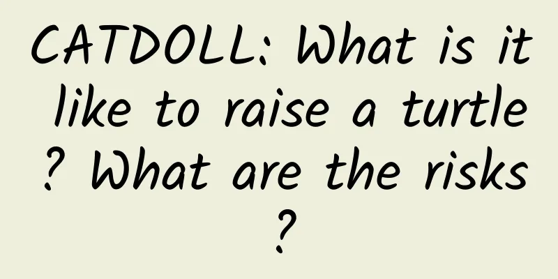 CATDOLL: What is it like to raise a turtle? What are the risks?