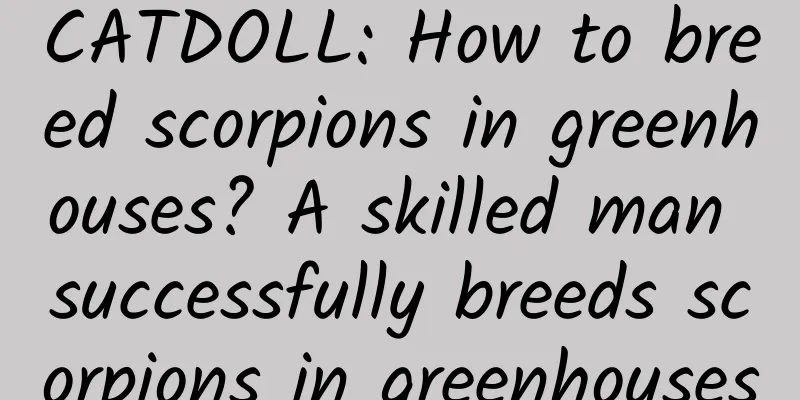 CATDOLL: How to breed scorpions in greenhouses? A skilled man successfully breeds scorpions in greenhouses