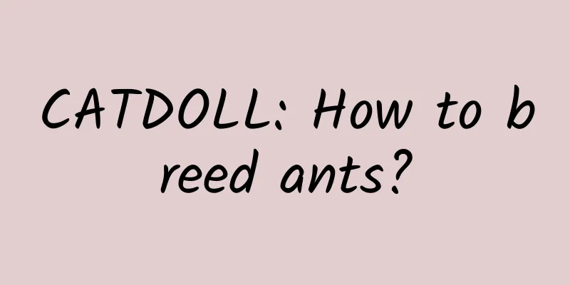 CATDOLL: How to breed ants?