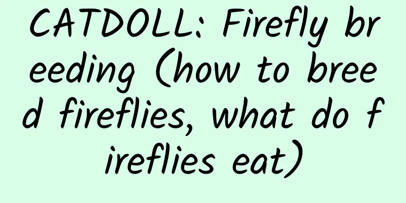 CATDOLL: Firefly breeding (how to breed fireflies, what do fireflies eat)