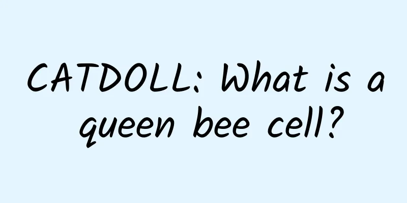 CATDOLL: What is a queen bee cell?