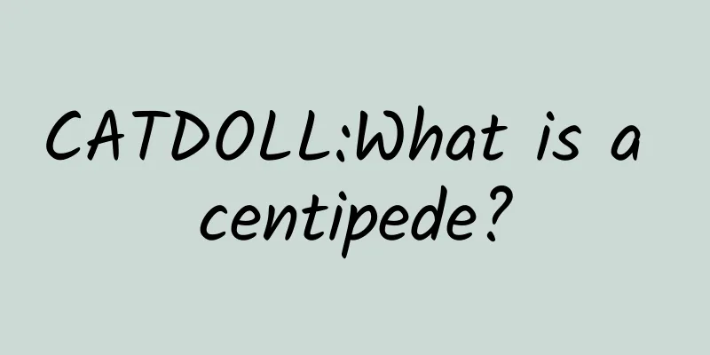 CATDOLL:What is a centipede?