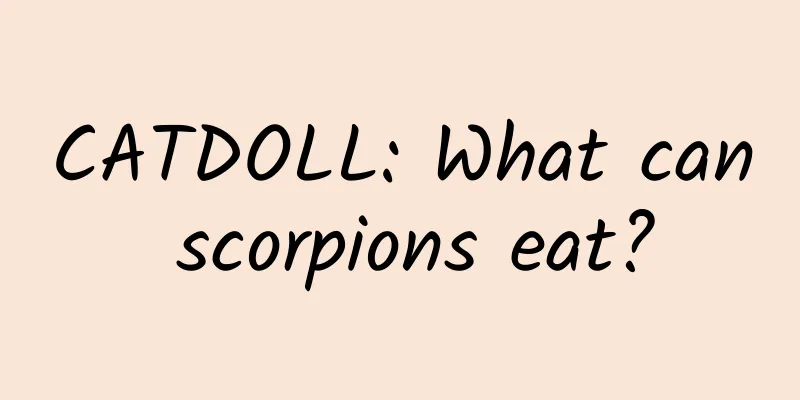 CATDOLL: What can scorpions eat?