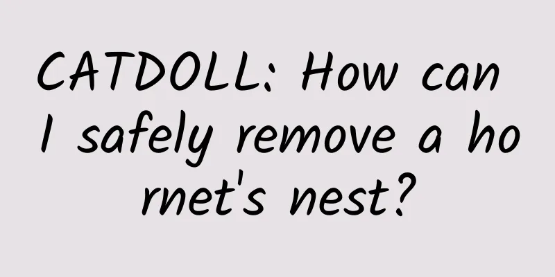 CATDOLL: How can I safely remove a hornet's nest?
