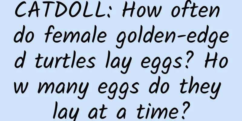CATDOLL: How often do female golden-edged turtles lay eggs? How many eggs do they lay at a time?