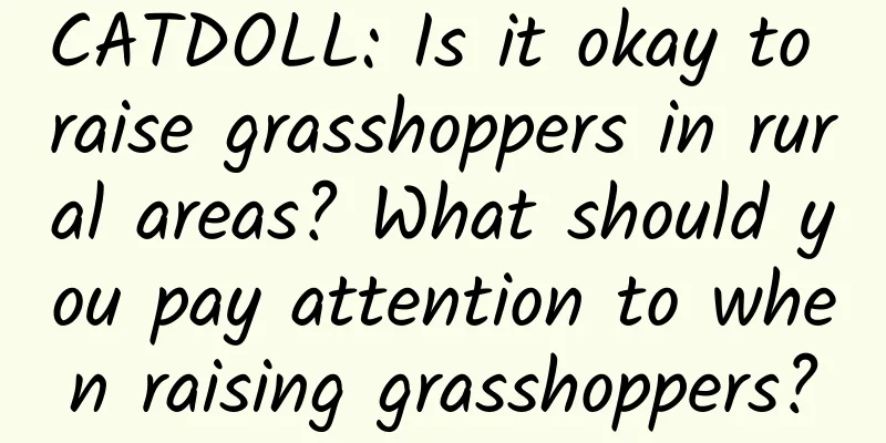 CATDOLL: Is it okay to raise grasshoppers in rural areas? What should you pay attention to when raising grasshoppers?