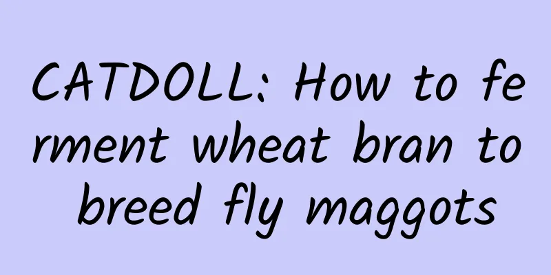 CATDOLL: How to ferment wheat bran to breed fly maggots