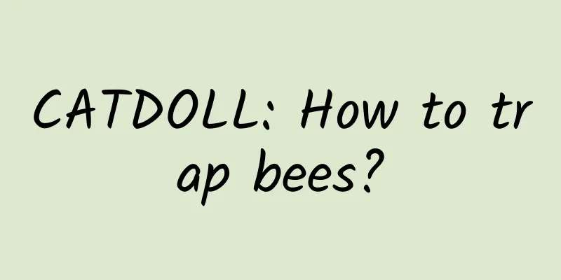 CATDOLL: How to trap bees?
