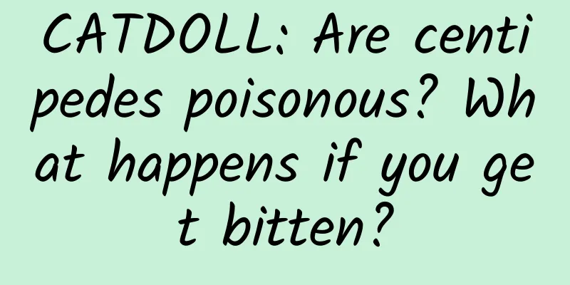 CATDOLL: Are centipedes poisonous? What happens if you get bitten?