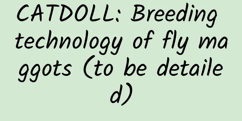 CATDOLL: Breeding technology of fly maggots (to be detailed)