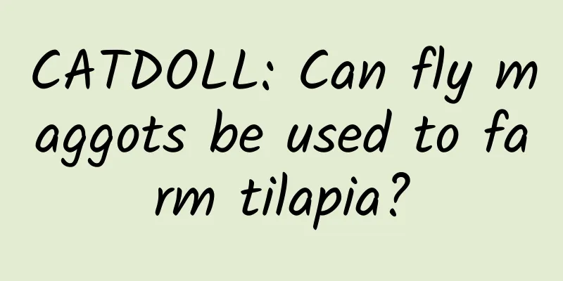 CATDOLL: Can fly maggots be used to farm tilapia?