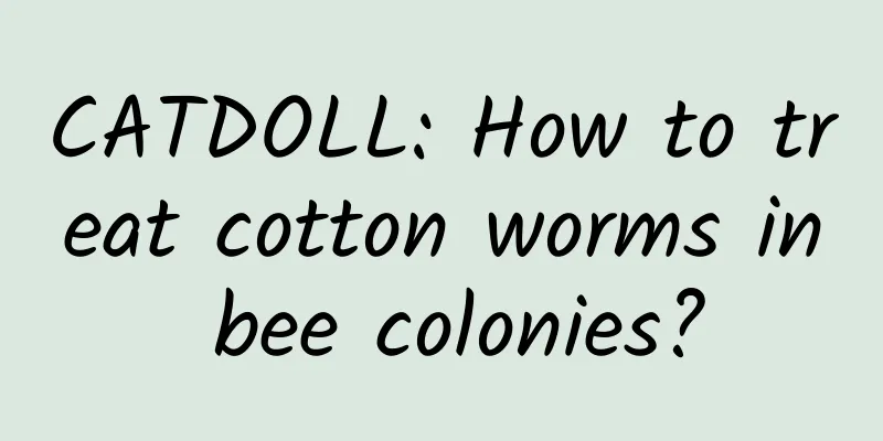 CATDOLL: How to treat cotton worms in bee colonies?