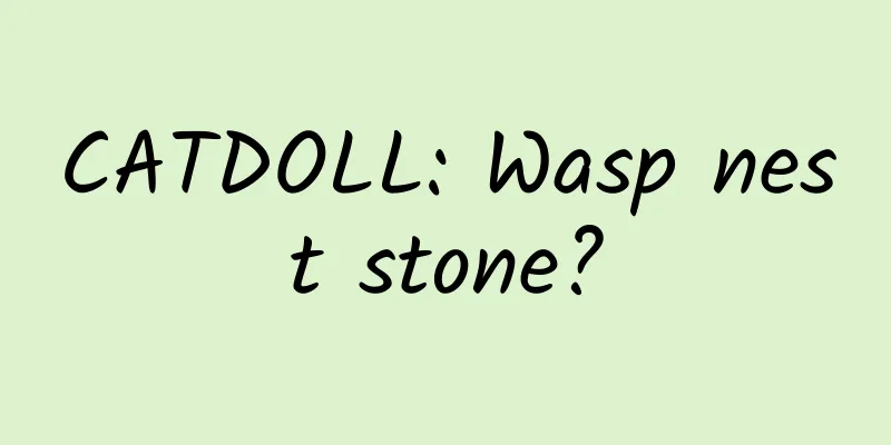 CATDOLL: Wasp nest stone?