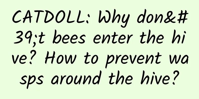 CATDOLL: Why don't bees enter the hive? How to prevent wasps around the hive?