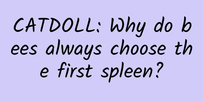 CATDOLL: Why do bees always choose the first spleen?