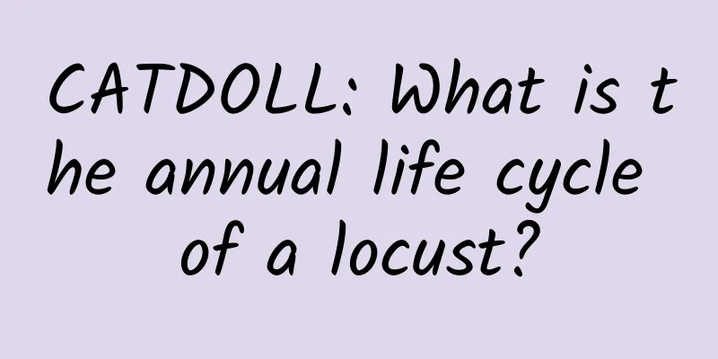 CATDOLL: What is the annual life cycle of a locust?