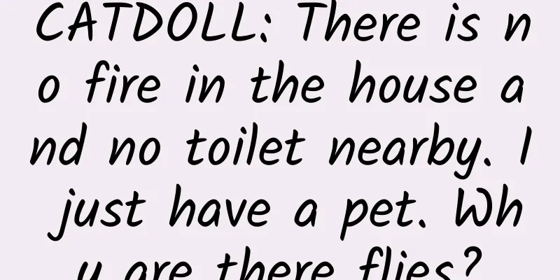 CATDOLL: There is no fire in the house and no toilet nearby. I just have a pet. Why are there flies?