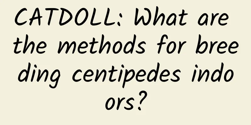 CATDOLL: What are the methods for breeding centipedes indoors?
