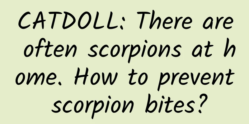 CATDOLL: There are often scorpions at home. How to prevent scorpion bites?