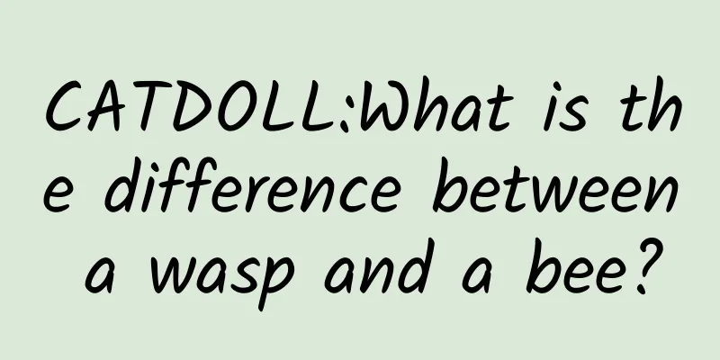 CATDOLL:What is the difference between a wasp and a bee?