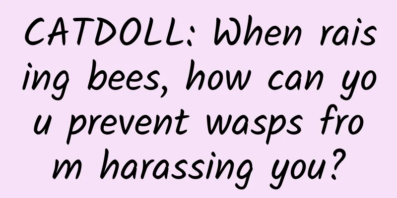 CATDOLL: When raising bees, how can you prevent wasps from harassing you?