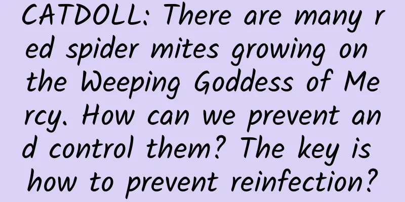 CATDOLL: There are many red spider mites growing on the Weeping Goddess of Mercy. How can we prevent and control them? The key is how to prevent reinfection?