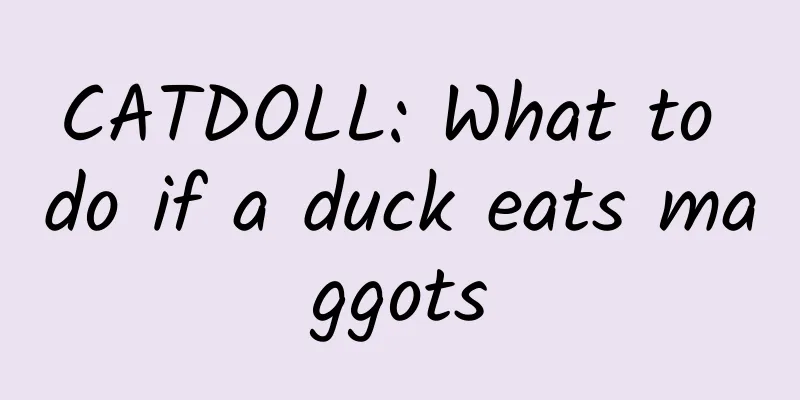 CATDOLL: What to do if a duck eats maggots