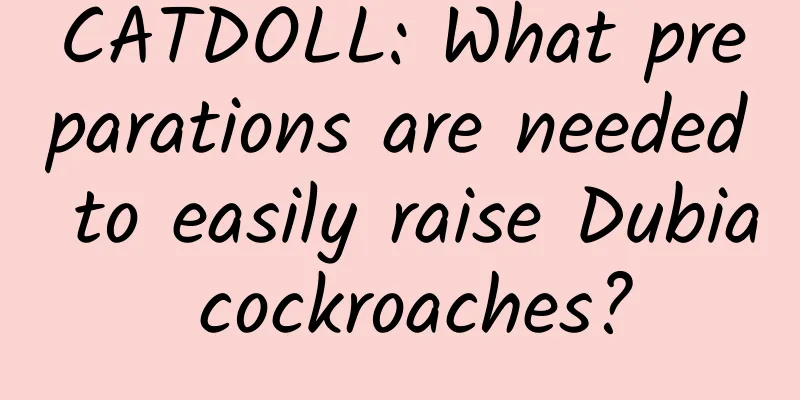 CATDOLL: What preparations are needed to easily raise Dubia cockroaches?