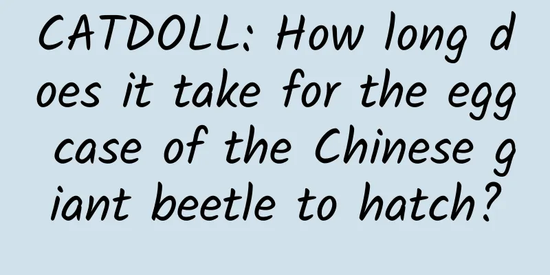 CATDOLL: How long does it take for the egg case of the Chinese giant beetle to hatch?