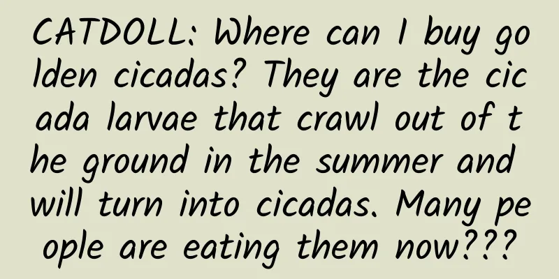 CATDOLL: Where can I buy golden cicadas? They are the cicada larvae that crawl out of the ground in the summer and will turn into cicadas. Many people are eating them now???