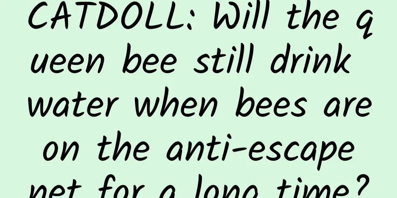 CATDOLL: Will the queen bee still drink water when bees are on the anti-escape net for a long time?
