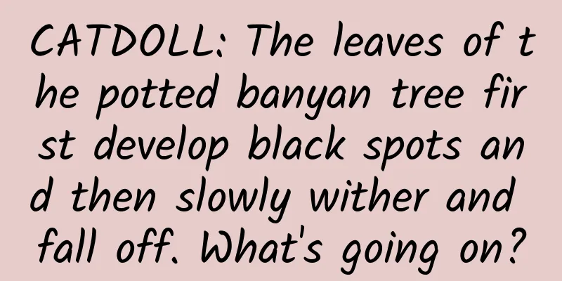 CATDOLL: The leaves of the potted banyan tree first develop black spots and then slowly wither and fall off. What's going on?