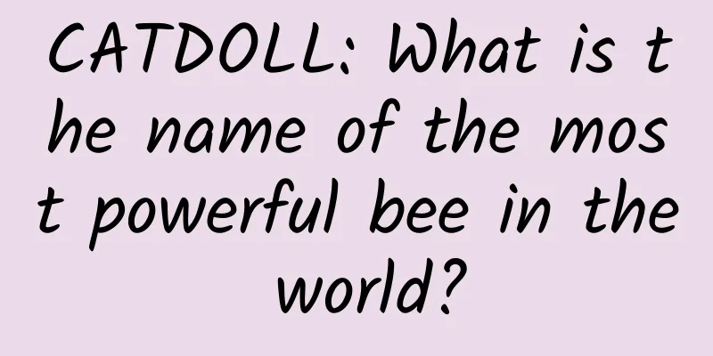 CATDOLL: What is the name of the most powerful bee in the world?